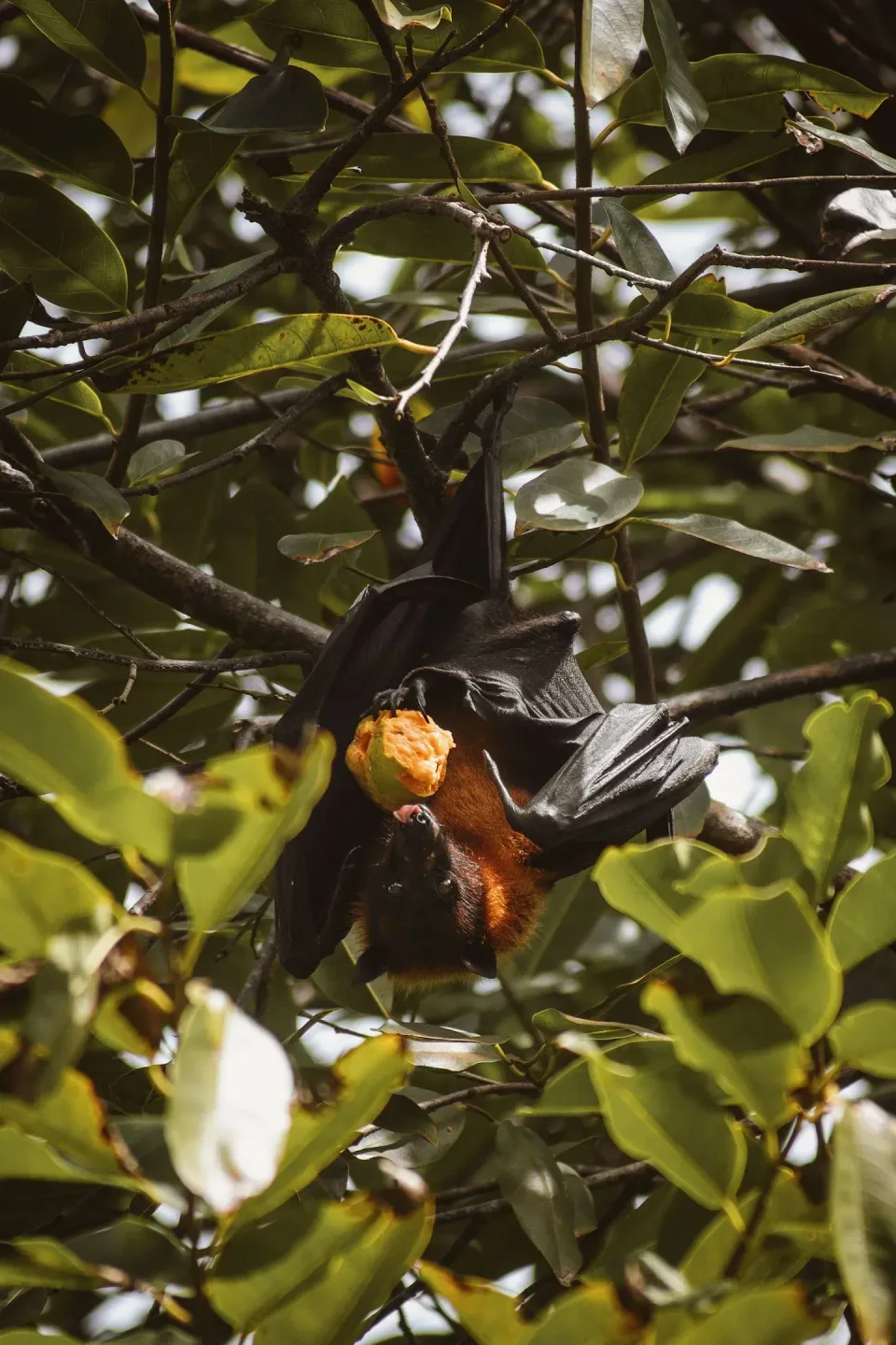 Flying Fox — Wildlife